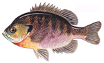 Bluegill
