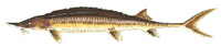 Sturgeon