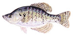 White Crappie